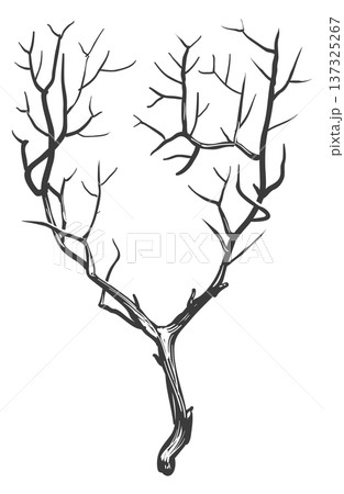 Dry botany drawing. Black woodland tree branch 137325267