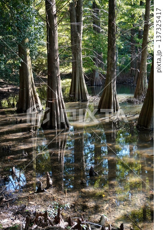 篠栗九大の森 神秘的な光景 落羽松(ラクウショウ) 篠栗九大の森 神秘的な光景 落羽松(ラクウショウ) 137325417