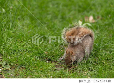Playful grey squirrel 137325446