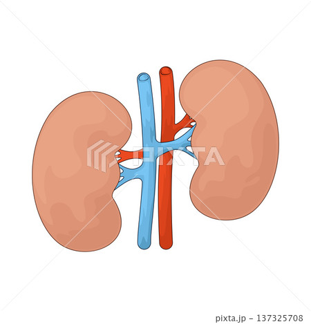 Illustration of Kidneys Illustration of Kidneys 137325708