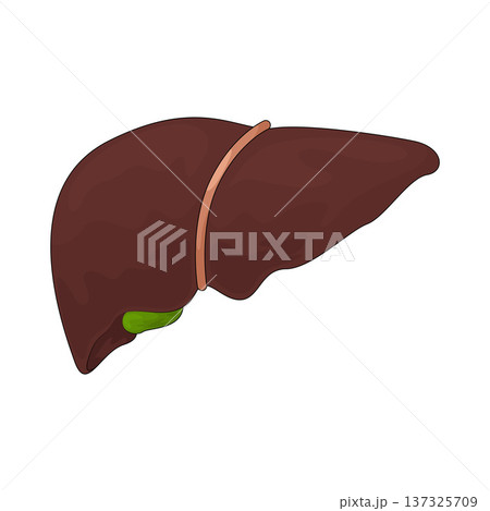 Illustration of liver Illustration of liver 137325709
