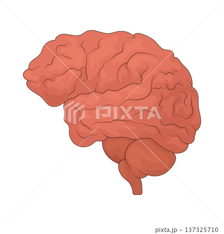 Illustration of Brain Illustration of Brain 137325710