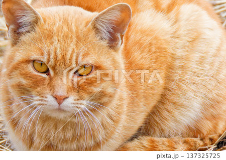 見つめる茶トラ猫 見つめる茶トラ猫 137325725