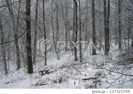 Snowy landscape of winter forest with trees. Nature in winter season. 137325749