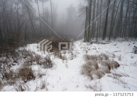 Snowy landscape of winter forest with trees. Nature in winter season. Snowy landscape of winter forest with trees. Nature in winter season. 137325753