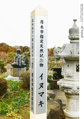 【厚木市 厚木指定天然記念物 坂東三十三カ所霊場の第六札所「長谷寺(飯山観音)」のイヌマキの標柱】 【厚木市 厚木指定天然記念物 坂東三十三カ所霊場の第六札所「長谷寺(飯山観音)」のイヌマキの標柱】 137325828
