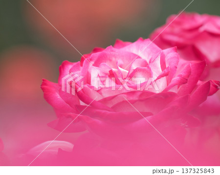 ピンク色の薔薇の花 ピンク色の薔薇の花 137325843