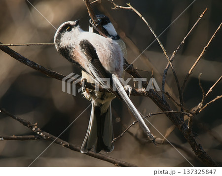 枝にとまる柄長 137325847