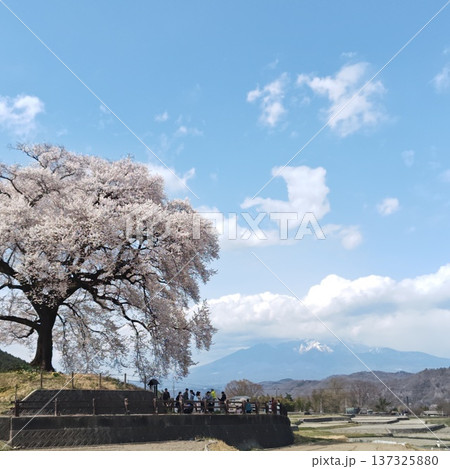 桜 ワニ塚の桜 桜 ワニ塚の桜 137325880