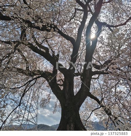 桜 ワニ塚の桜 桜 ワニ塚の桜 137325883