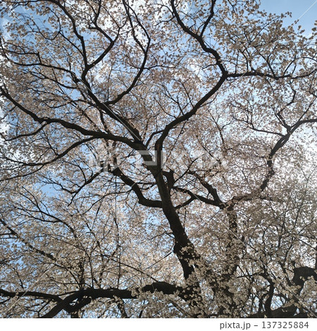 桜　ワニ塚の桜 137325884