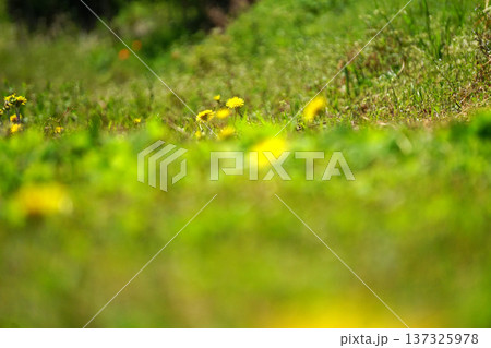 タンポポ 137325978