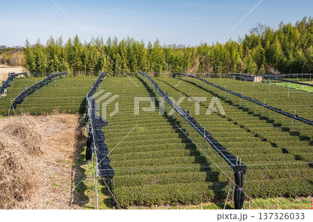 木津川河川敷の茶畑　京都府京田辺市 137326033