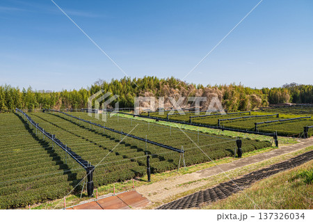 木津川河川敷の茶畑　京都府京田辺市 137326034