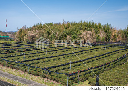 木津川河川敷の茶畑 京都府京田辺市 木津川河川敷の茶畑 京都府京田辺市 137326043