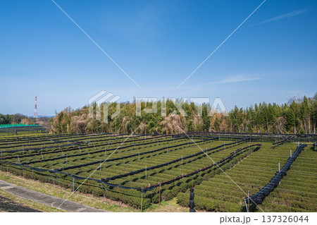 木津川河川敷の茶畑 京都府京田辺市 木津川河川敷の茶畑 京都府京田辺市 137326044