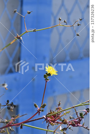 ノゲシの花 ノゲシの花 137326236