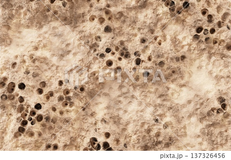 Porous beige organic texture with numerous dark craters and holes. Porous beige organic texture with numerous dark craters and holes. 137326456