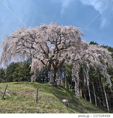 桜 乙ヶ妻のしだれ桜 桜 乙ヶ妻のしだれ桜 137326489