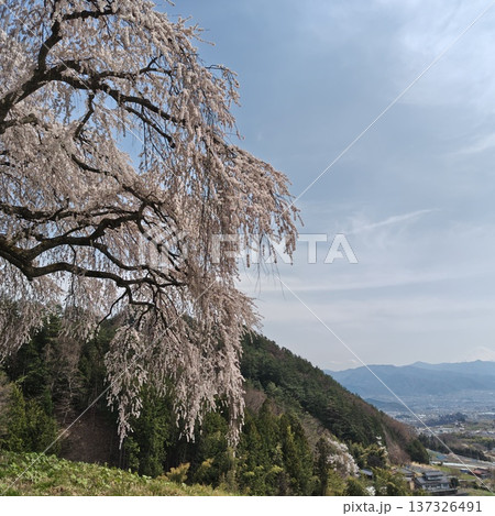 桜　乙ヶ妻のしだれ桜 137326491
