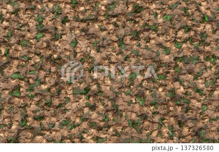 Rough brown earth and green moss rock surface texture for natural landscape concepts. 137326580