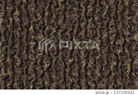 Vertical tree bark texture with green moss highlights for organic and forest backgrounds. 137326581