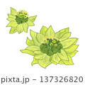 春の訪れを告げるふきのとう 137326820