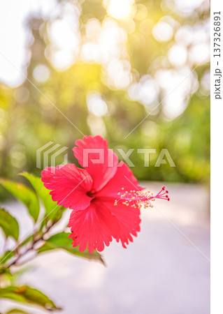 Exotic red hibiscus blooming in sunny tropical garden with lush greenery and soft sunlight for botanical nature Exotic red hibiscus blooming in sunny tropical garden with lush greenery and soft sunlight for botanical nature 137326891