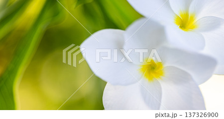 Gorgeous white blooming frangipani flowers closeup in sunny tropical garden for wellness nature panoramic background 137326900