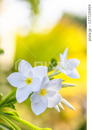 Lush white frangipani blooming in tropical garden with soft sunlight for gorgeous floral nature background closeup Lush white frangipani blooming in tropical garden with soft sunlight for gorgeous floral nature background closeup 137326904