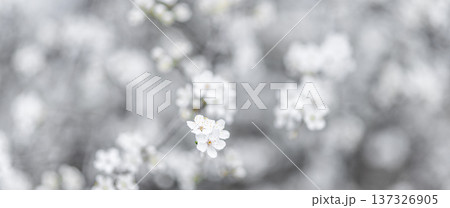 Radiant white cherry apple blossoms fresh spring bloom soft sunlight delicate floral background serene seasonal nature texture Radiant white cherry apple blossoms fresh spring bloom soft sunlight delicate floral background serene seasonal nature texture 137326905
