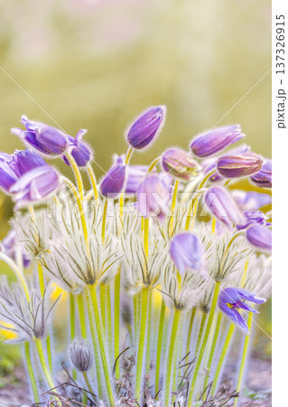 Majestic pasque flowers blooming in spring garden at sunset with lush greenery and soft bokeh for floral nature art Majestic pasque flowers blooming in spring garden at sunset with lush greenery and soft bokeh for floral nature art 137326915