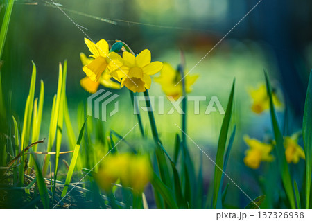 Beautiful Spring Daffodil Closeup in Natural Garden with Soft Sunlight and Blur Foliage for Seasonal Nature Wall Art Beautiful Spring Daffodil Closeup in Natural Garden with Soft Sunlight and Blur Foliage for Seasonal Nature Wall Art 137326938