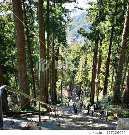 桜 身延山 久遠寺 桜 身延山 久遠寺 137326955