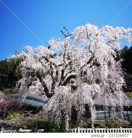 桜　身延山　久遠寺 137326957