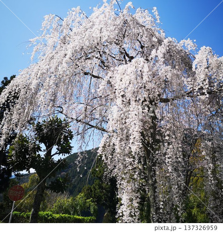 桜 身延山 久遠寺 桜 身延山 久遠寺 137326959