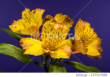 Yellow Alstroemeria Lily Flowers with Dew on Purple Background Yellow Alstroemeria Lily Flowers with Dew on Purple Background 137327089
