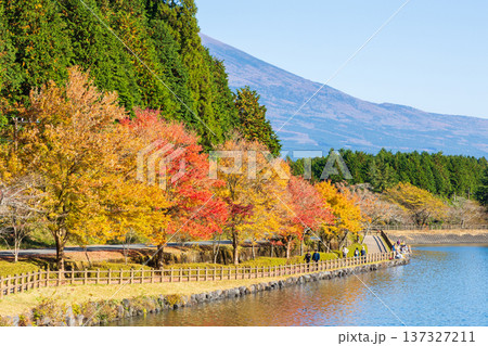 秋の静岡県富士宮市 紅葉の田貫湖 秋の静岡県富士宮市 紅葉の田貫湖 137327211