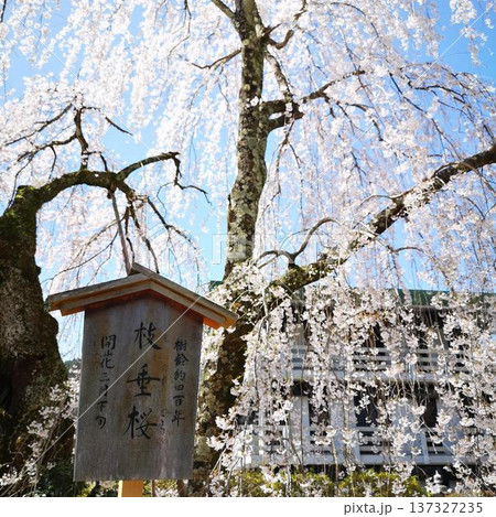桜 身延山 久遠寺 桜 身延山 久遠寺 137327235