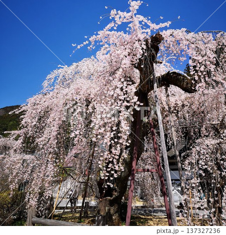 桜 身延山 久遠寺 桜 身延山 久遠寺 137327236