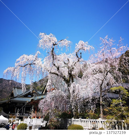 桜 身延山 久遠寺 桜 身延山 久遠寺 137327239