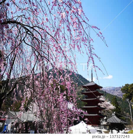 桜　身延山　久遠寺 137327243