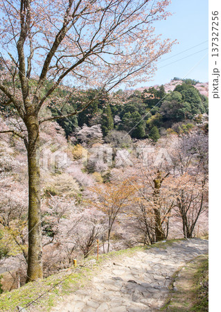 美しい満開の中千本桜を歩く 奈良県 吉野山 美しい満開の中千本桜を歩く 奈良県 吉野山 137327256