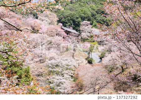 清々しい満開の山桜に囲まれる如意輪寺　奈良県　吉野 137327292