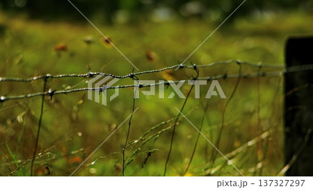 有刺鉄線と緑の広がる庭 137327297