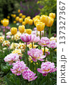 Blooming pink double tulips and yellow single tulips in a vibrant spring garden with lush green foliage 137327367