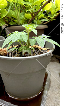 Young tomato seedling growing in pot with organic mulch and soil. Early stage vegetable plant cultivation in container gardening, balcony farming and home garden vegetable growing. 137327397