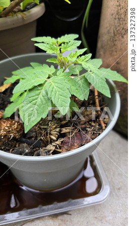 Young tomato plant growing in a plastic pot with water tray in container garden. Green seedling developing on balcony or terrace, vegetable gardening concept with natural organic plant cultivation. Young tomato plant growing in a plastic pot with water tray in container garden. Green seedling developing on balcony or terrace, vegetable gardening concept with natural organic plant cultivation. 137327398