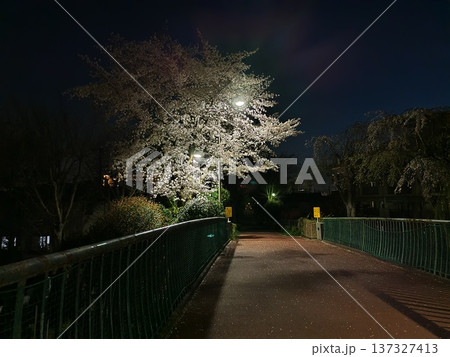 遊歩道で街路灯に照らされる夜桜 137327413
