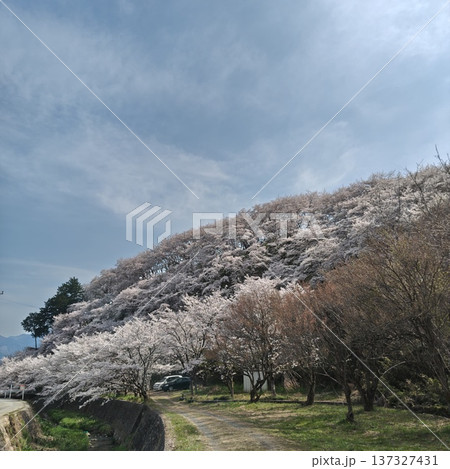 桜 荒神山桜公園 桜 荒神山桜公園 137327431